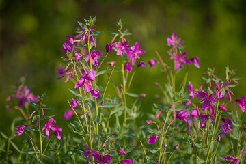 flowers in the field