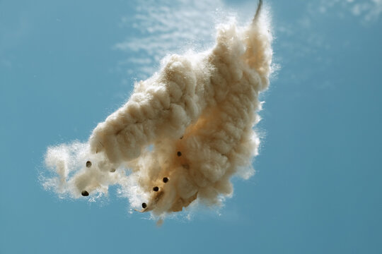 Java cotton or Java kapok