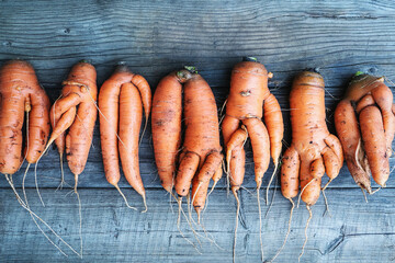 Carrots with deformed twisted forked roots distorted and crooked - versatility, diversity, equality...