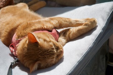 マットレスの上で寝る猫