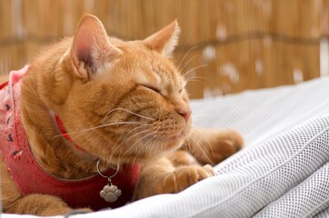 昼寝するちゃとら猫