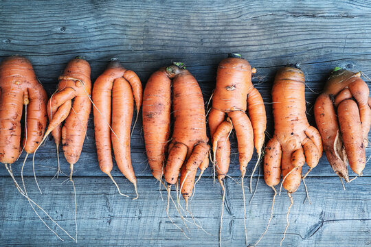 Carrots with deformed twisted forked roots distorted and crooked - versatility, diversity, equality concept