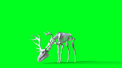 Skeleton deer on green screen. Isolate. 3d rendering.