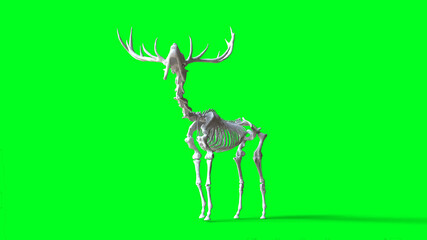 Skeleton deer on green screen. Isolate. 3d rendering.