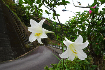 道端にテッポウユリ（ Lilium longiflorum）が咲く風景／日本神奈川県足柄上郡