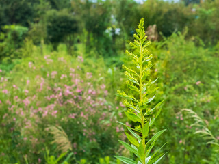 滋賀県守山市　びわこ地球市民の森を散策