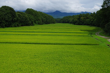 Paddy fields and rain clouds in the valley that has begun to grow