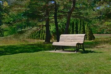 A bench in a beautiful park with a background of tanks of long trees and pine trees. relaxation, destressing, hope, happiness, and calm concepts.
