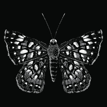 butterfly vector drawing illustration. vector isolated element on the black background