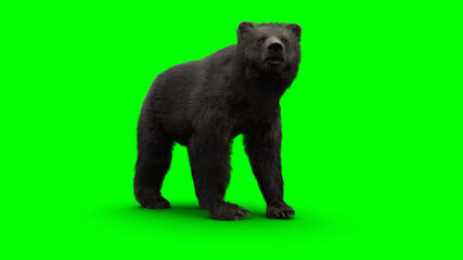 Obraz premium standing bear. Green screen isolate. 3d rendering.