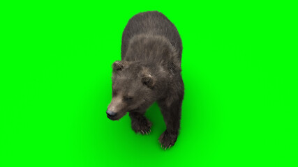 Fototapeta premium standing bear. Green screen isolate. 3d rendering.