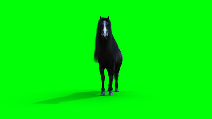Standing black horse. Green screen isolate. 3d rendering.