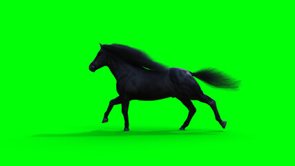 Obraz na płótnie Canvas Runing black horse. Green screen isolate. 3d rendering.