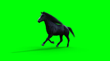 Obraz na płótnie Canvas Runing black horse. Green screen isolate. 3d rendering.