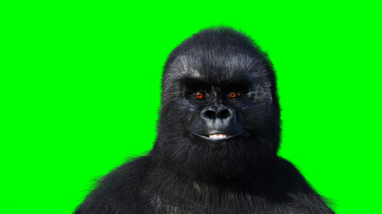 Funny speaking gorilla. Realistic fur. Green screen. 3d rendering.