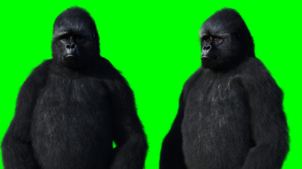 Sad gorilla. Realistic fur. Green screen. 3d rendering.