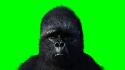 Sad gorilla. Realistic fur. Green screen. 3d rendering.