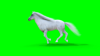 Obraz na płótnie Canvas Runing white horse. Green screen. 3d rendering.
