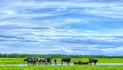 Swamp buffalo