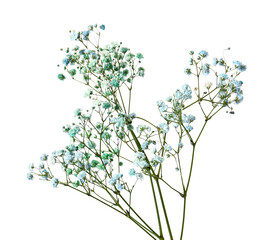 Beautiful colorful gypsophila flowers on white background