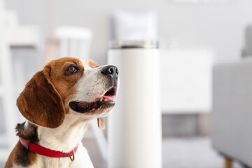 Cute dog in room with modern humidifier