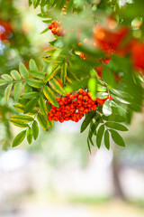 Mountain rowan ash branch berries on blurred green background. Autumn harvest still life scene. Soft focus backdrop photography. Copy space. © Anat art