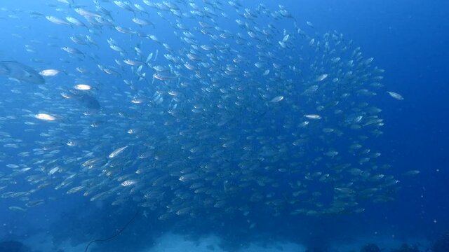 Seascape with Bait Ball, School of Fish in the turquoise water of coral reef in Caribbean Sea, Curacao