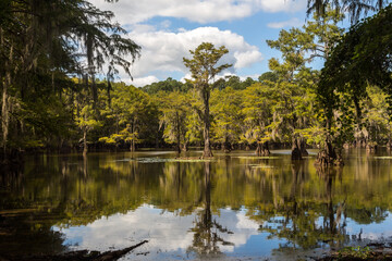 Caddo Lake in Eastern Texas in summer