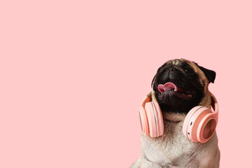 Funny pug dog with headphones on color background