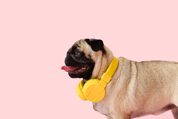 Funny pug dog with headphones on color background