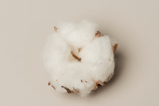 Dried fluffy cotton flower on a beige background