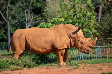 Fototapeta premium Adult white rhinoceros on grass ground sideways in close-up.