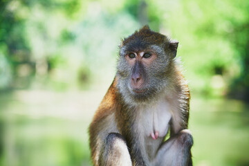 Portrait of thai monkey against green background