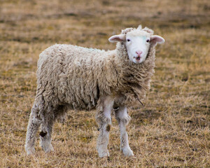 Obraz premium Zona Austral Chile