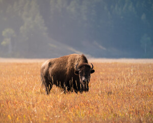 american bison in park national park