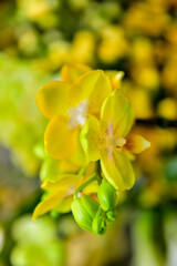 yellow flowers in the garden, ornamental flowers