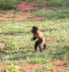 Nail monkey standing walking across the grass floor