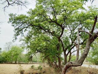 tree in the park