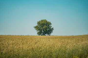 tree on a field