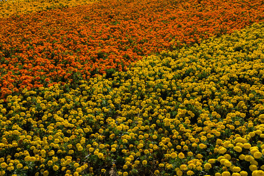 Flower carpet