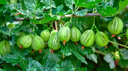 A ripe gooseberry plant in close-up. Fresh gooseberries on a bush, plants with green leaves. A bunch of gooseberries on a branch.