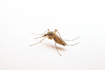 Dangerous Zika Infected Mosquito on White Wall. Leishmaniasis, Encephalitis, Yellow Fever, Dengue, Malaria Disease, Mayaro or Zika Virus Infectious Culex Mosquito Parasite Insect Macro.
