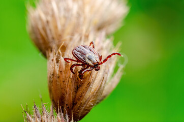Encephalitis Tick Insect Crawling on Grass. Encephalitis Virus or Lyme Borreliosis Disease Infectious Dermacentor Tick Arachnid Parasite Macro.