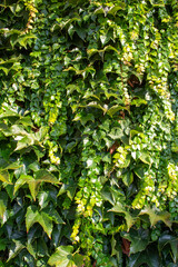 Close up view of a dense growth of ivy leaves and vines completely covering a vintage European stone wall texture background

