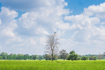 Fototapeta na wymiar Paddy field or rice field and stand alone tree with white clouds and clear blue bright sky background with copy space