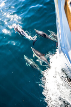 Dolphins swimming on a bow wave