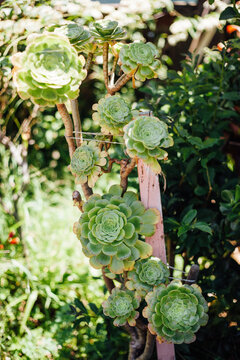 Succulents