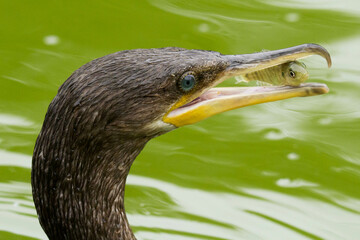 Cormorán pescando en una laguna 