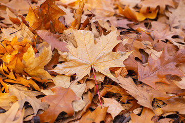 Maple leaf on the ground. Autumn. Wallpaper-screensaver.