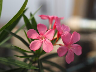 Sweet Oleander, Rose Bay, Nerium oleander name pink flower tree in garden on nature background, leaves are single oval shape, The tip and the base of the pointed smooth not thick hard with dark green
